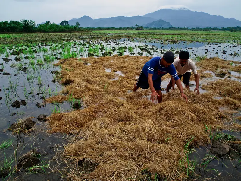 Filipino rice farmers working rice straw into a flooded paddy in Laguna
