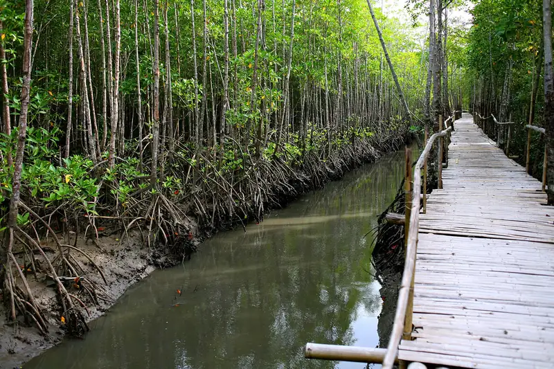 Boardwalk beside a mangrove channel at Bakhawan Eco-Park, Kalibo, Aklan