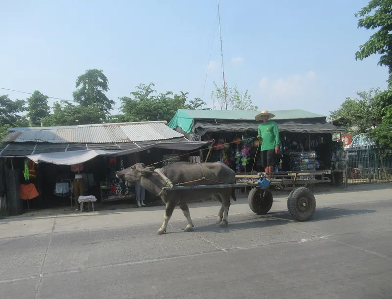 A farmer driving a carabao-drawn cart along a road in Nueva Ecija