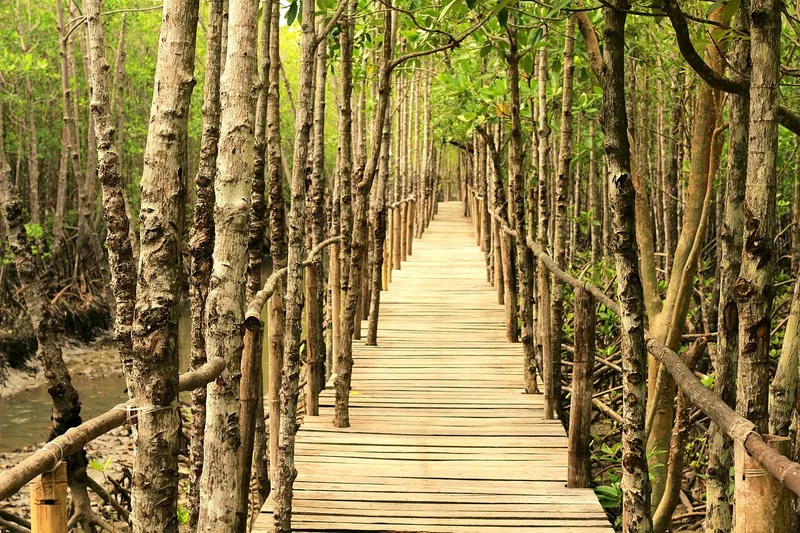 A wooden boardwalk through a mangrove forest at Bakhawan Eco Park, Kalibo, Aklan